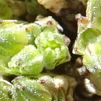 Arenaria boliviana flower