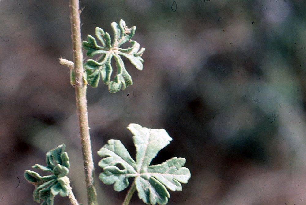 Malva aegyptia leaf