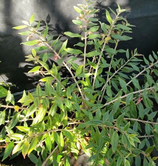 Columnea schiedeana habit