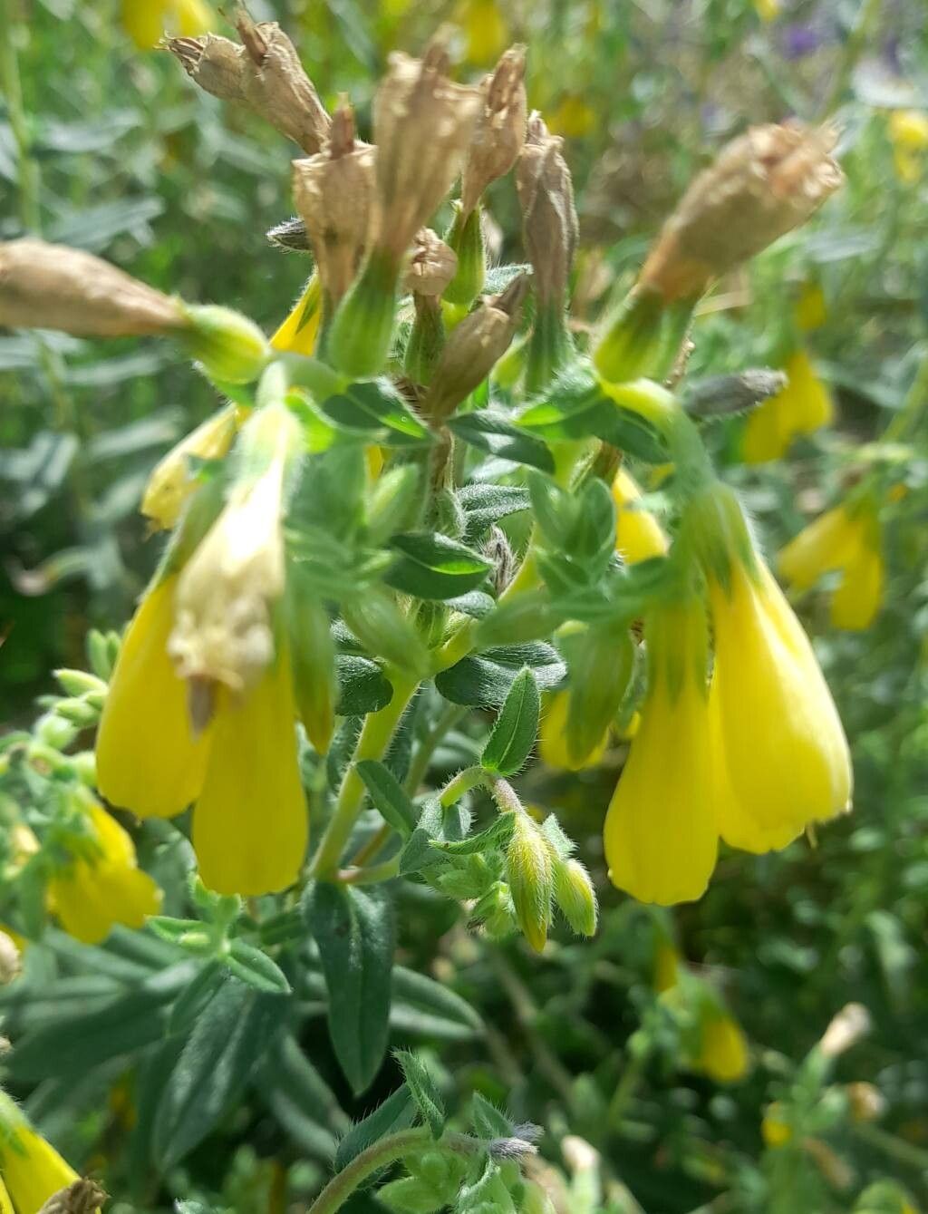Onosma stellulata flower
