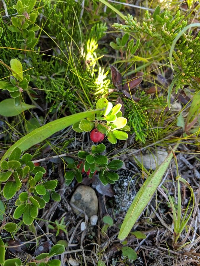 Gaultheria humifusa fruit