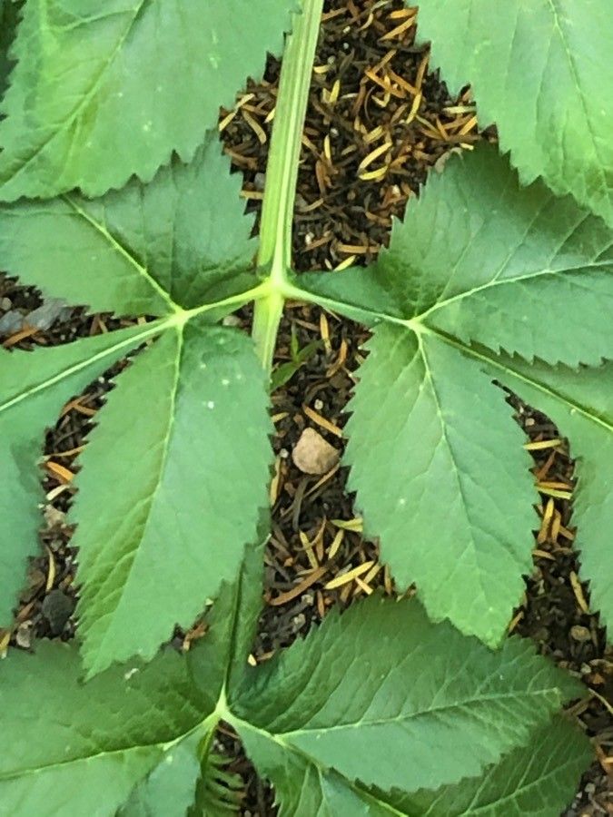 Angelica dahurica — search result for 'Mongolia'