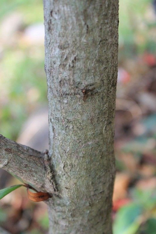 Pyrostria orbicularis bark