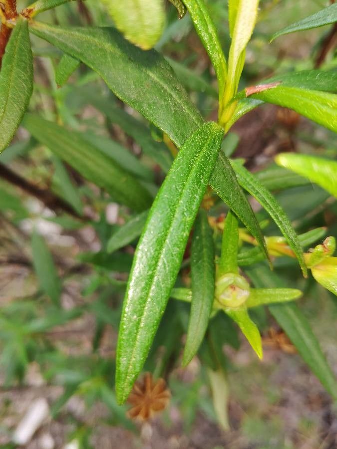 Cistus ladanifer — search result for 'Spain'