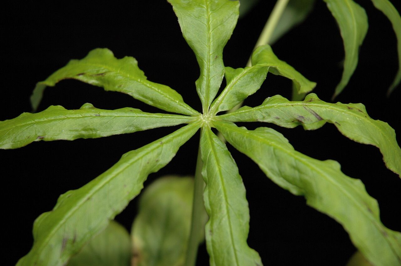 Arisaema echinatum leaf