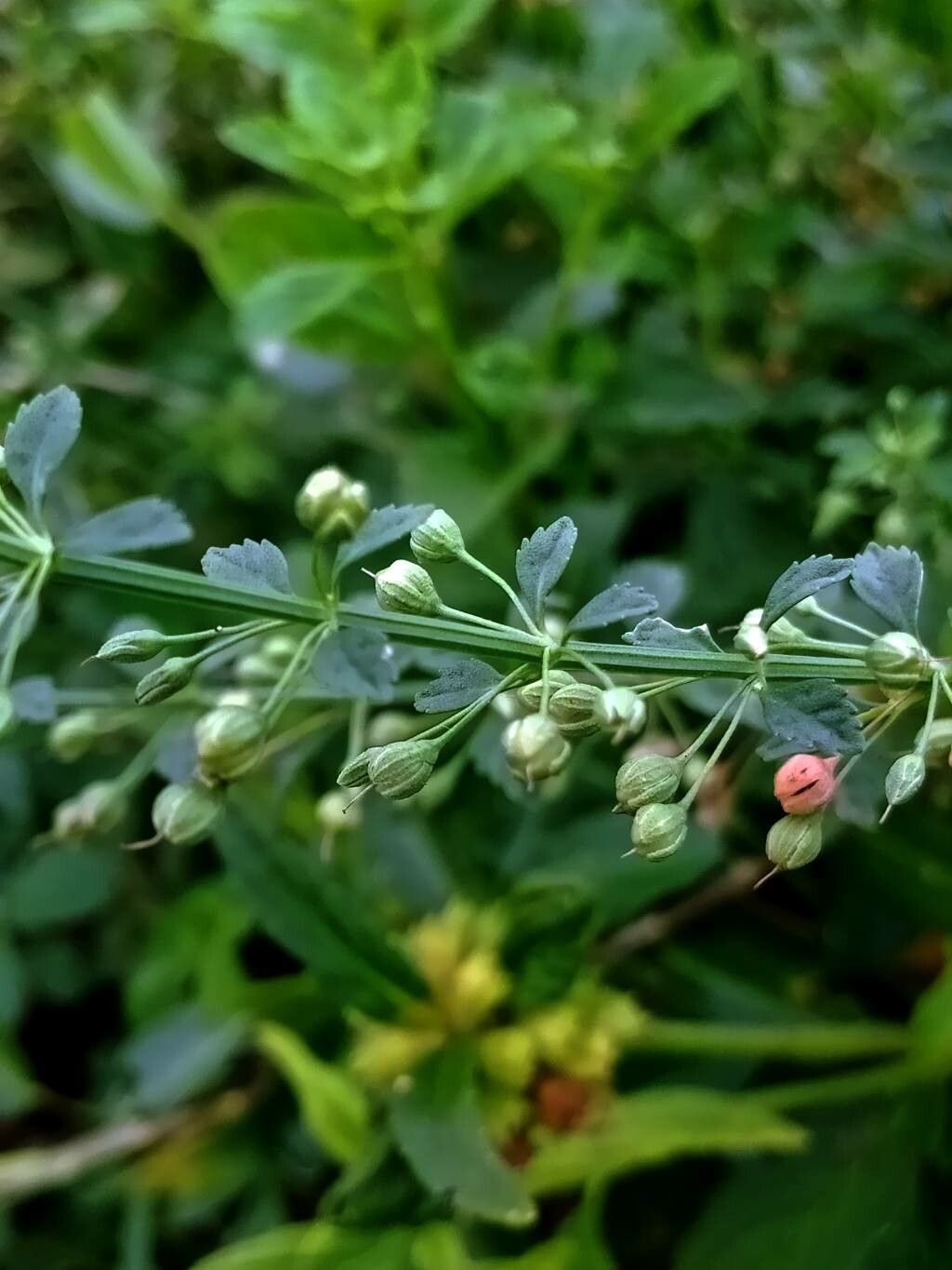 Scoparia dulcis fruit
