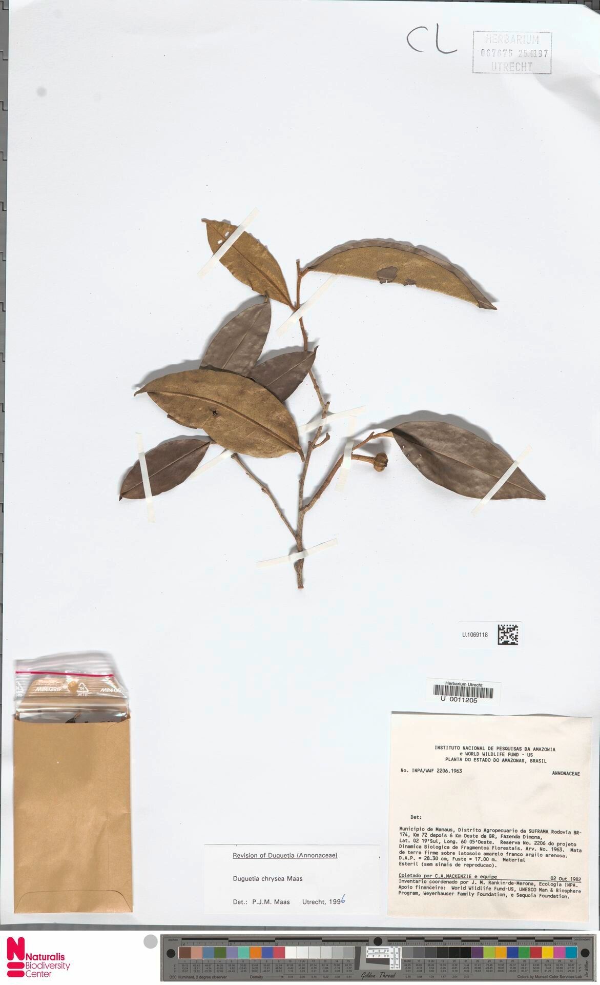 Duguetia chrysea leaf
