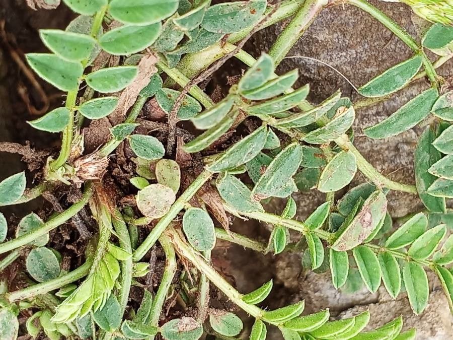 Onobrychis pyrenaica — search result for 'Onobrychis'