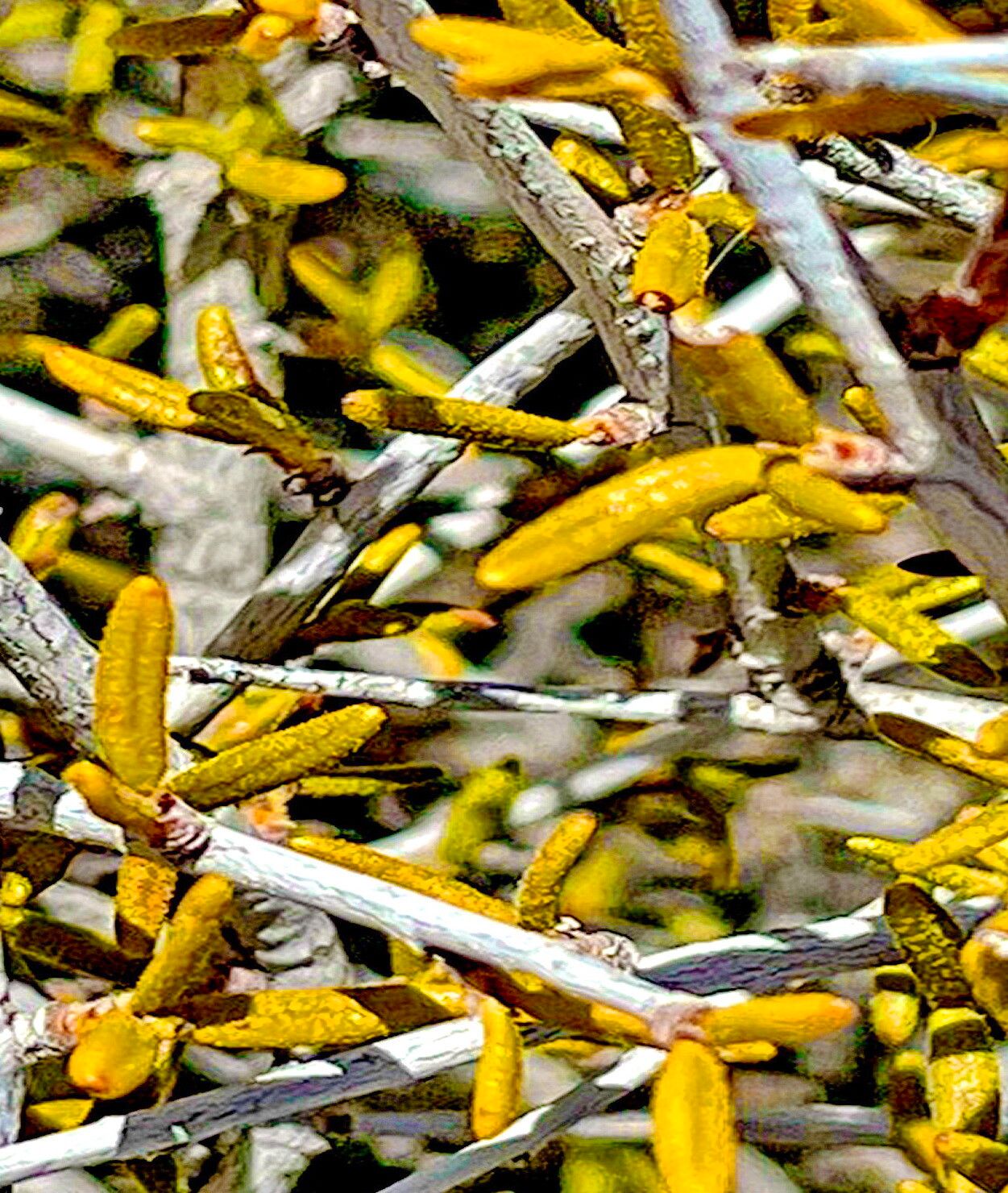 Cercocarpus intricatus — related species from the same genus