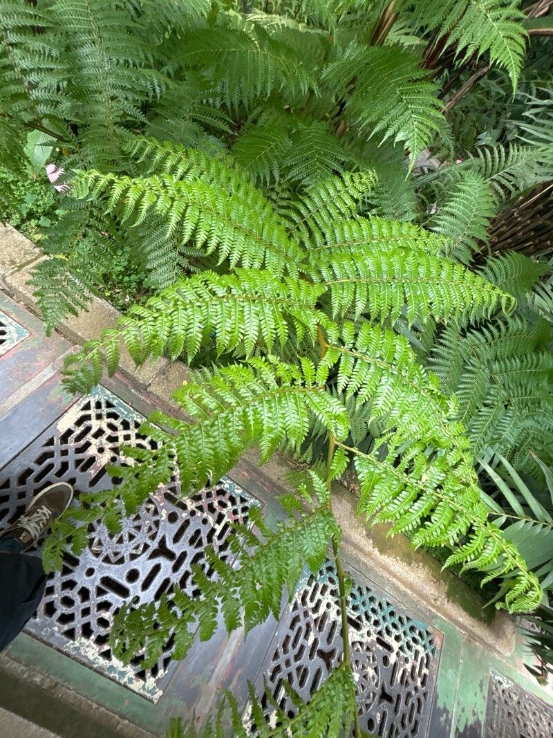 Sphaeropteris excelsa leaf