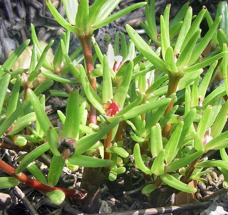 Portulaca sclerocarpa — houseplant care guide