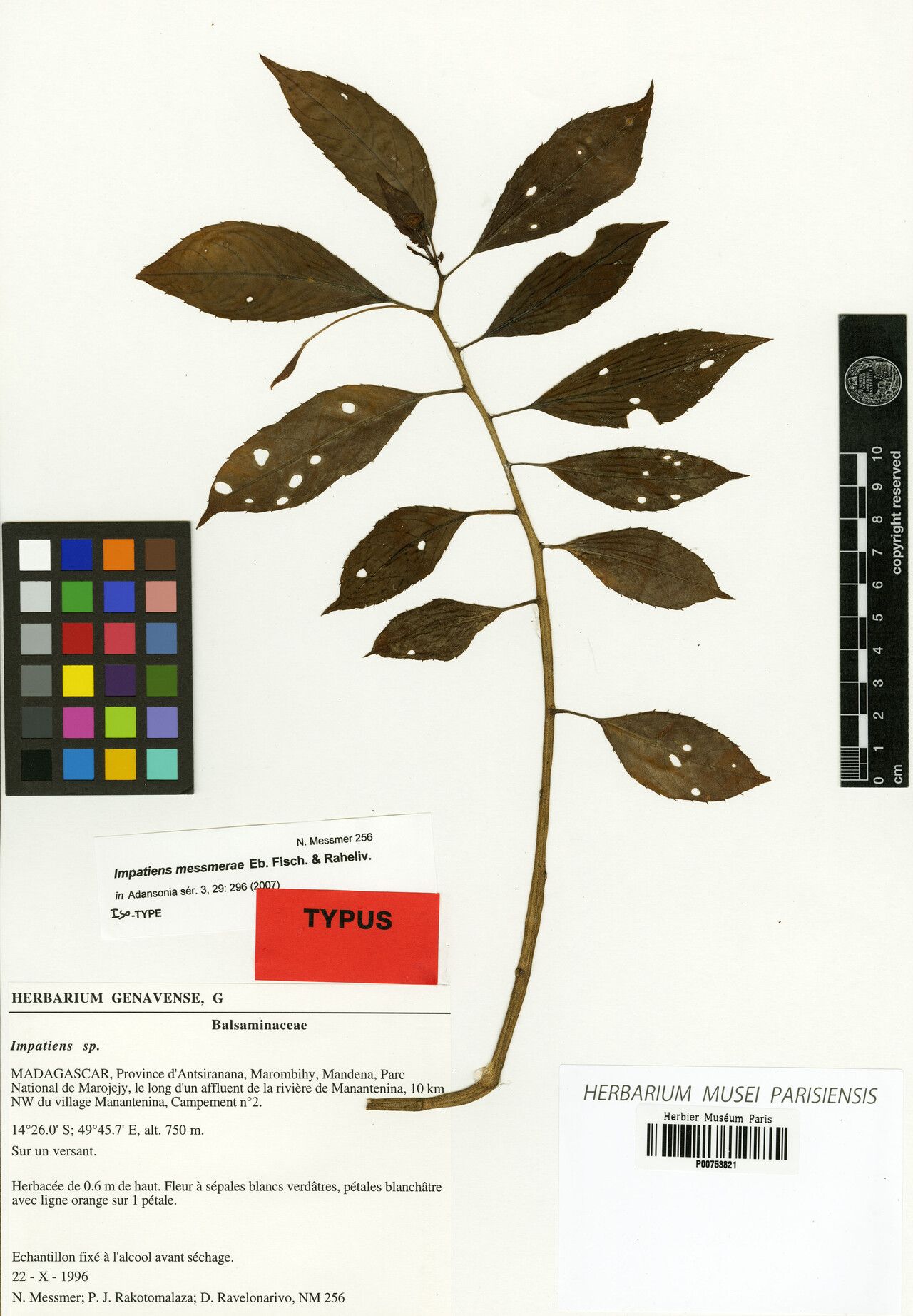 Impatiens messmerae — houseplant care guide