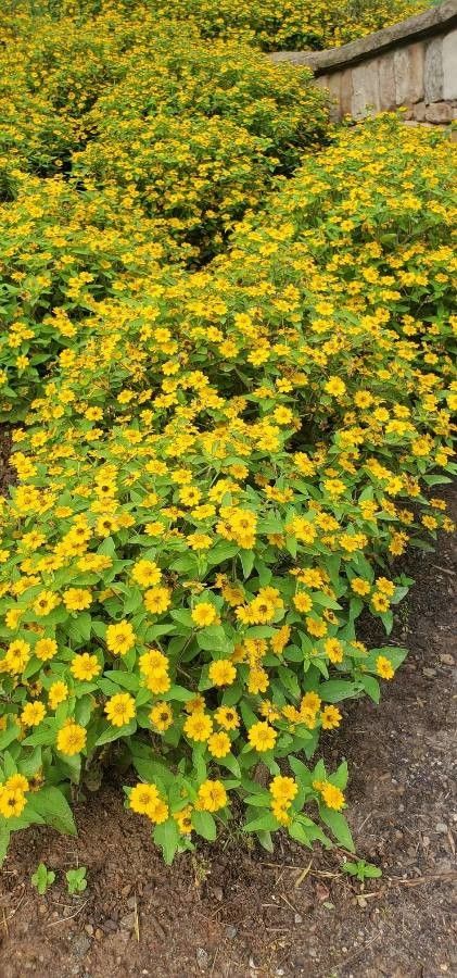 Melampodium divaricatum flower