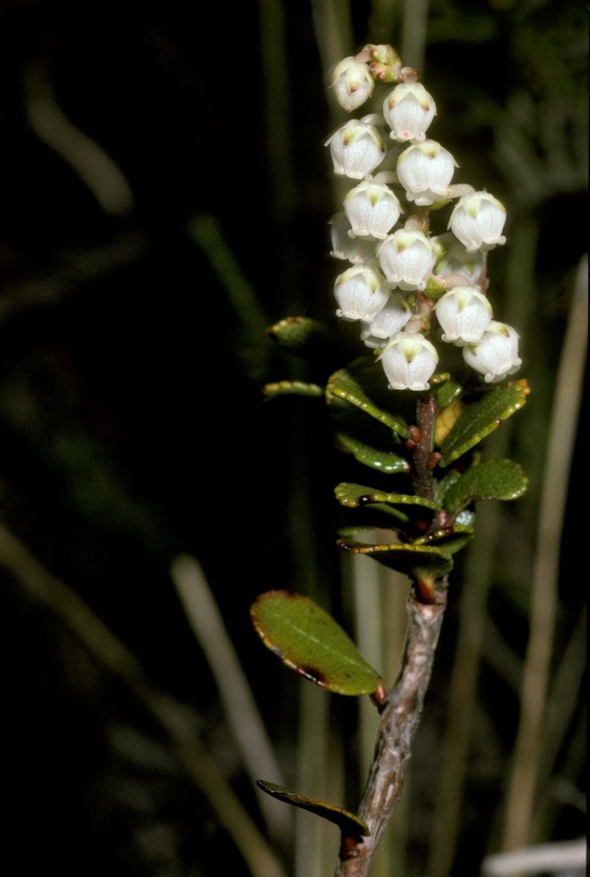 Gaultheria insipida flower