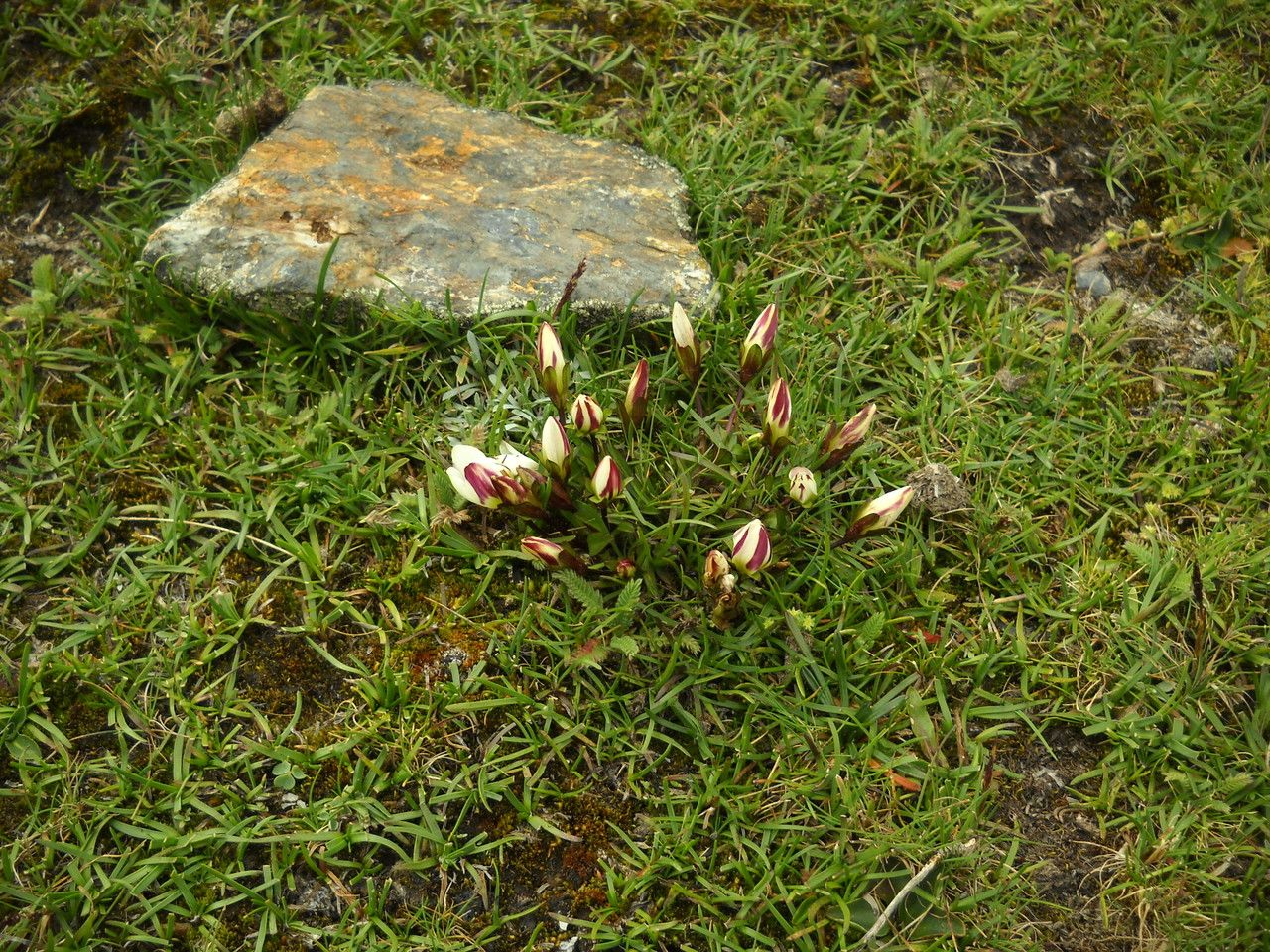Gentianella neomandonii — search result for 'Gentianella'
