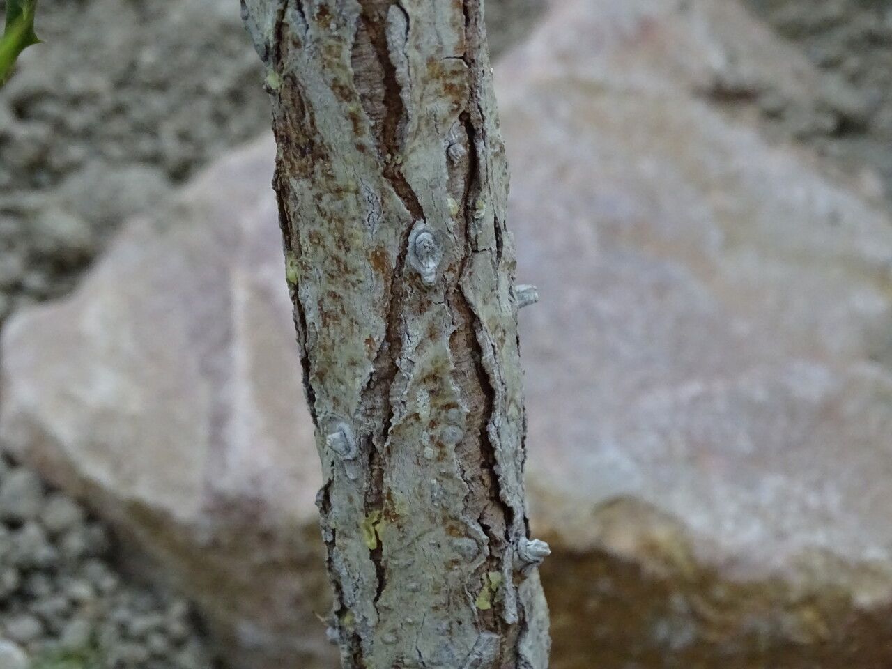 Euphorbia stenoclada bark