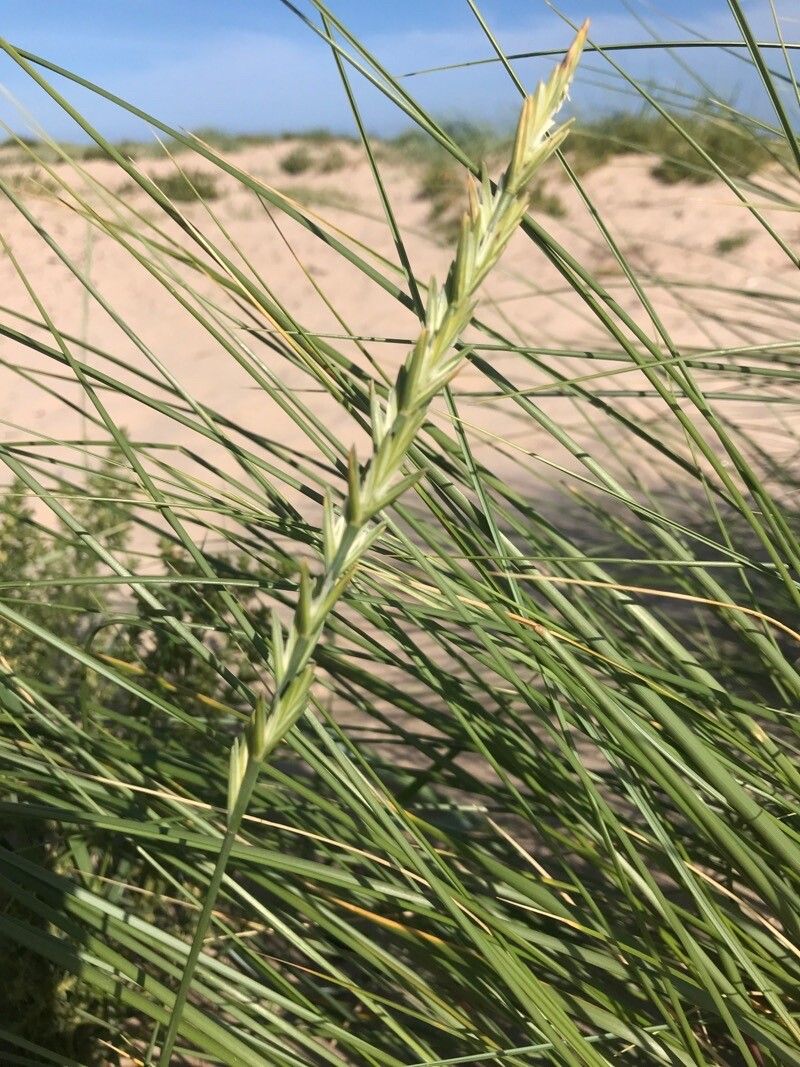 Thinopyrum junceiforme flower