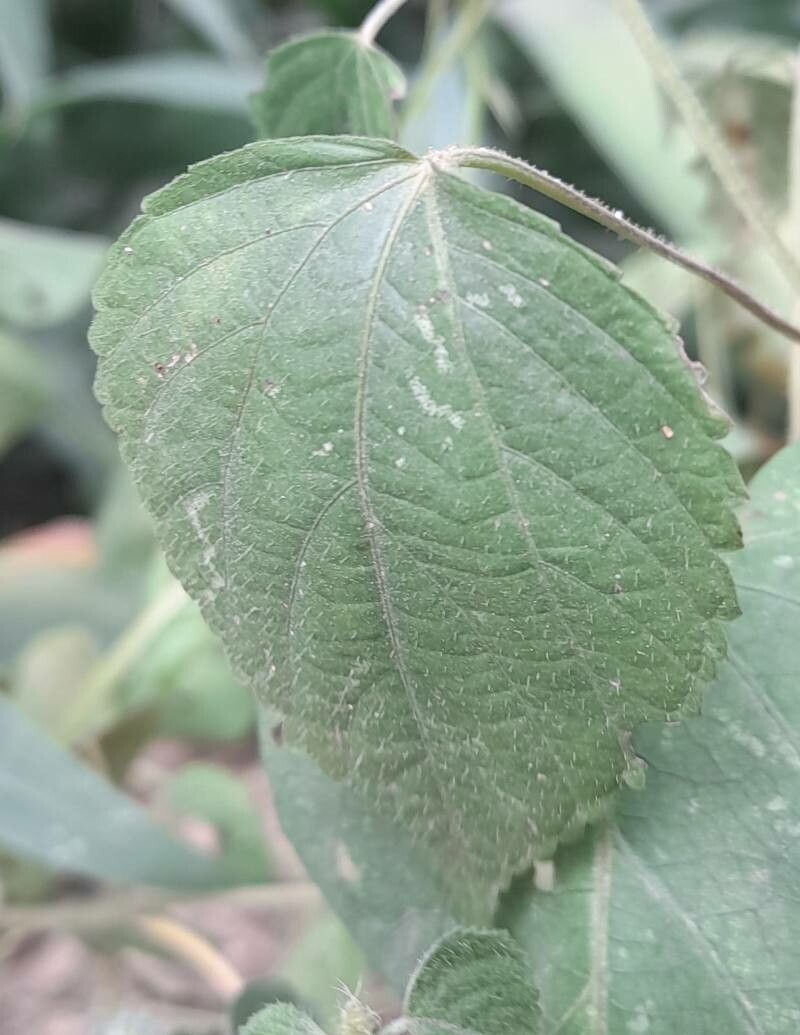 Acalypha alopecuroides