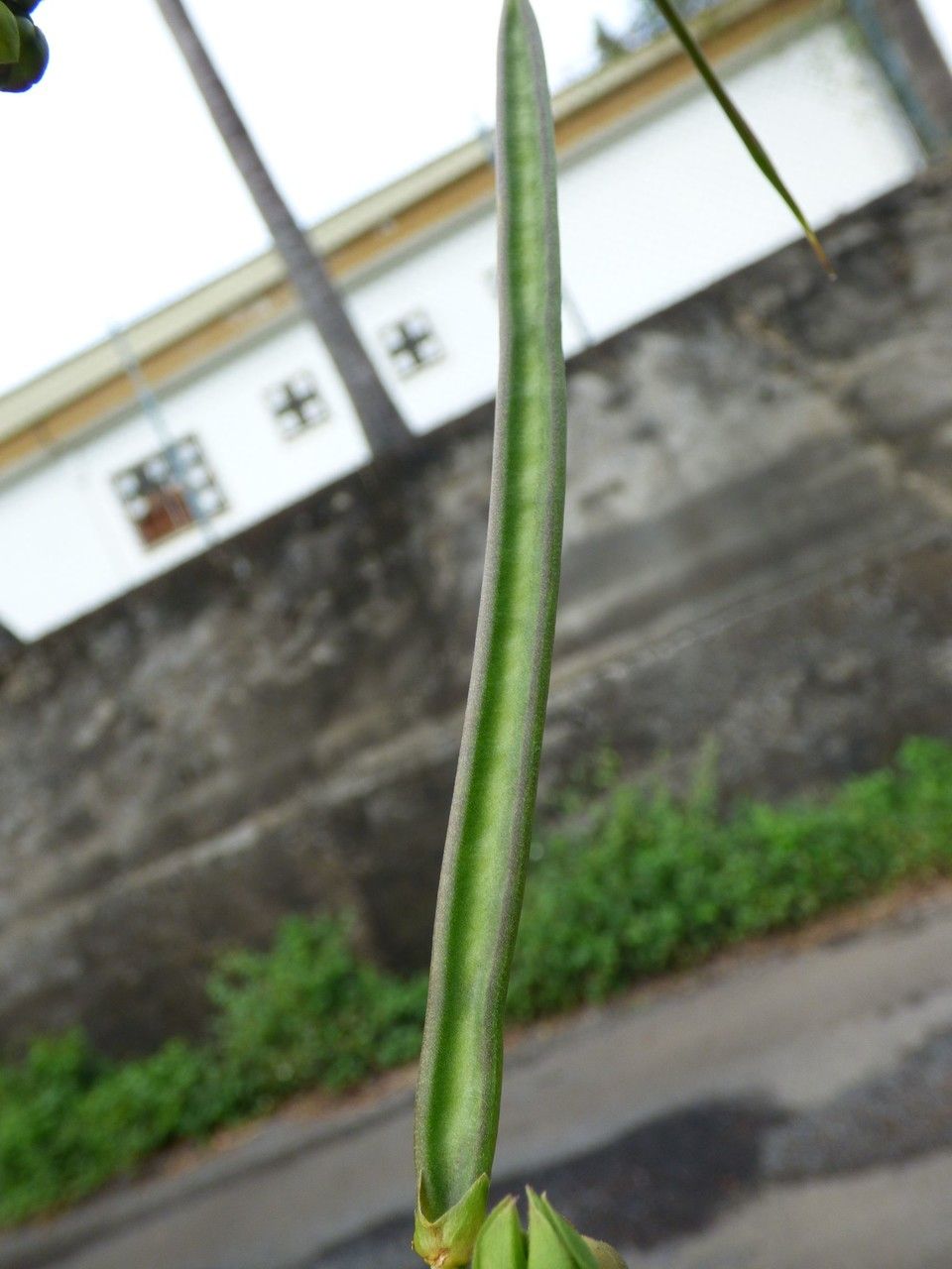 Centrosema pubescens fruit