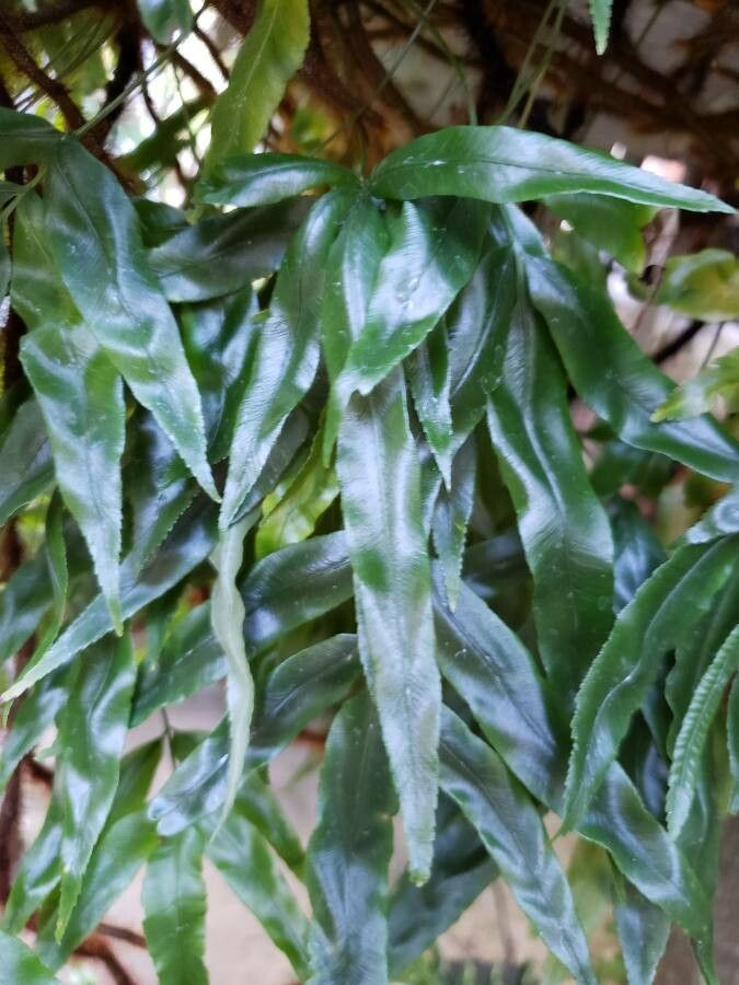 Davallia pentaphylla — search result for 'Davallia'