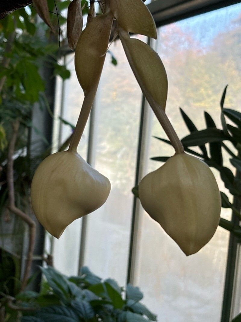 Stanhopea reichenbachiana — search result for 'Stanhopea'