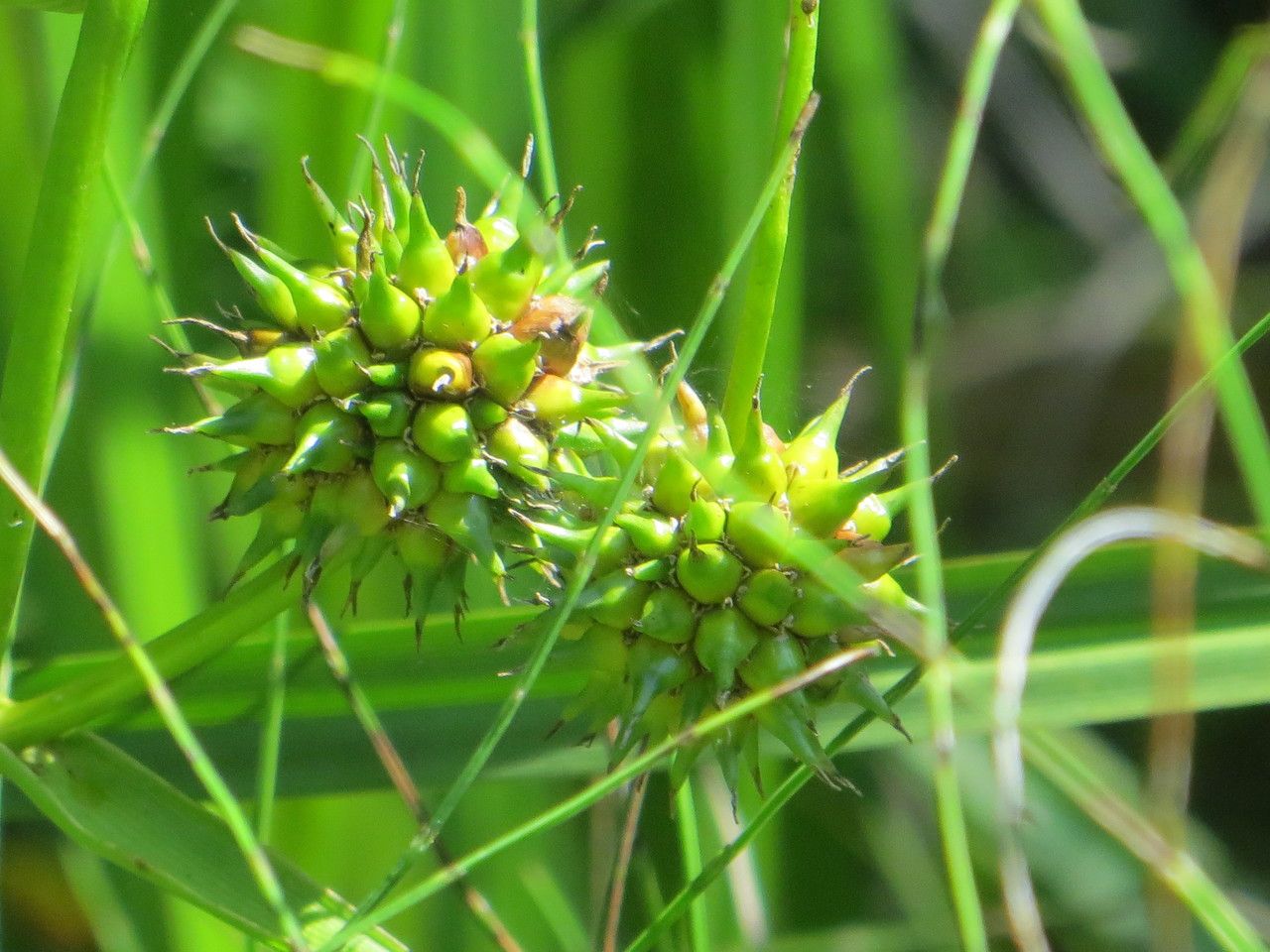 Sparganium emersum fruit