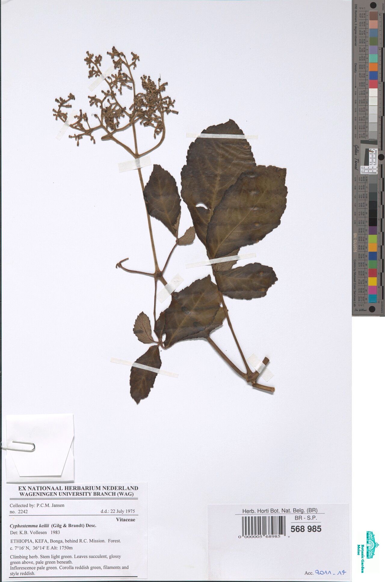 Cyphostemma keilii — houseplant care guide