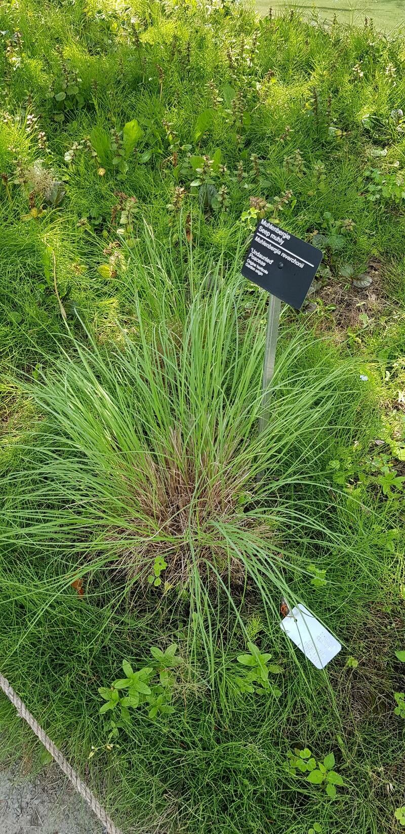 Muhlenbergia reverchonii habit