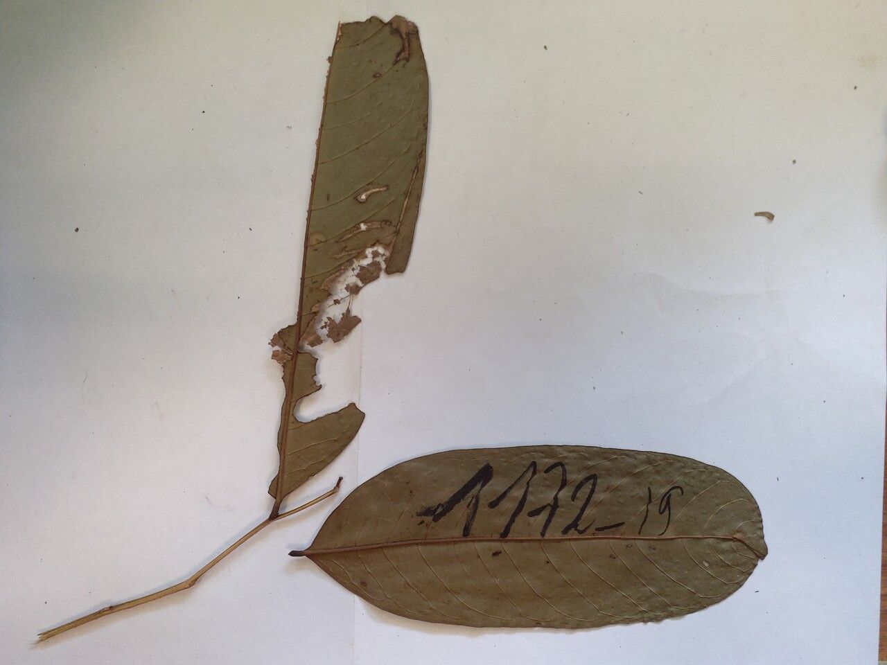 Guatteria punctata — houseplant care guide