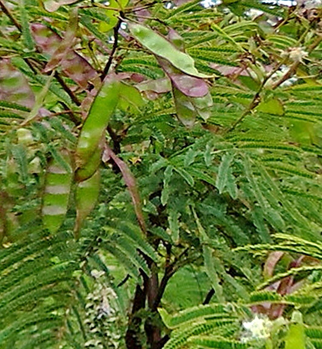 Leucaena diversifolia — related species from the same genus