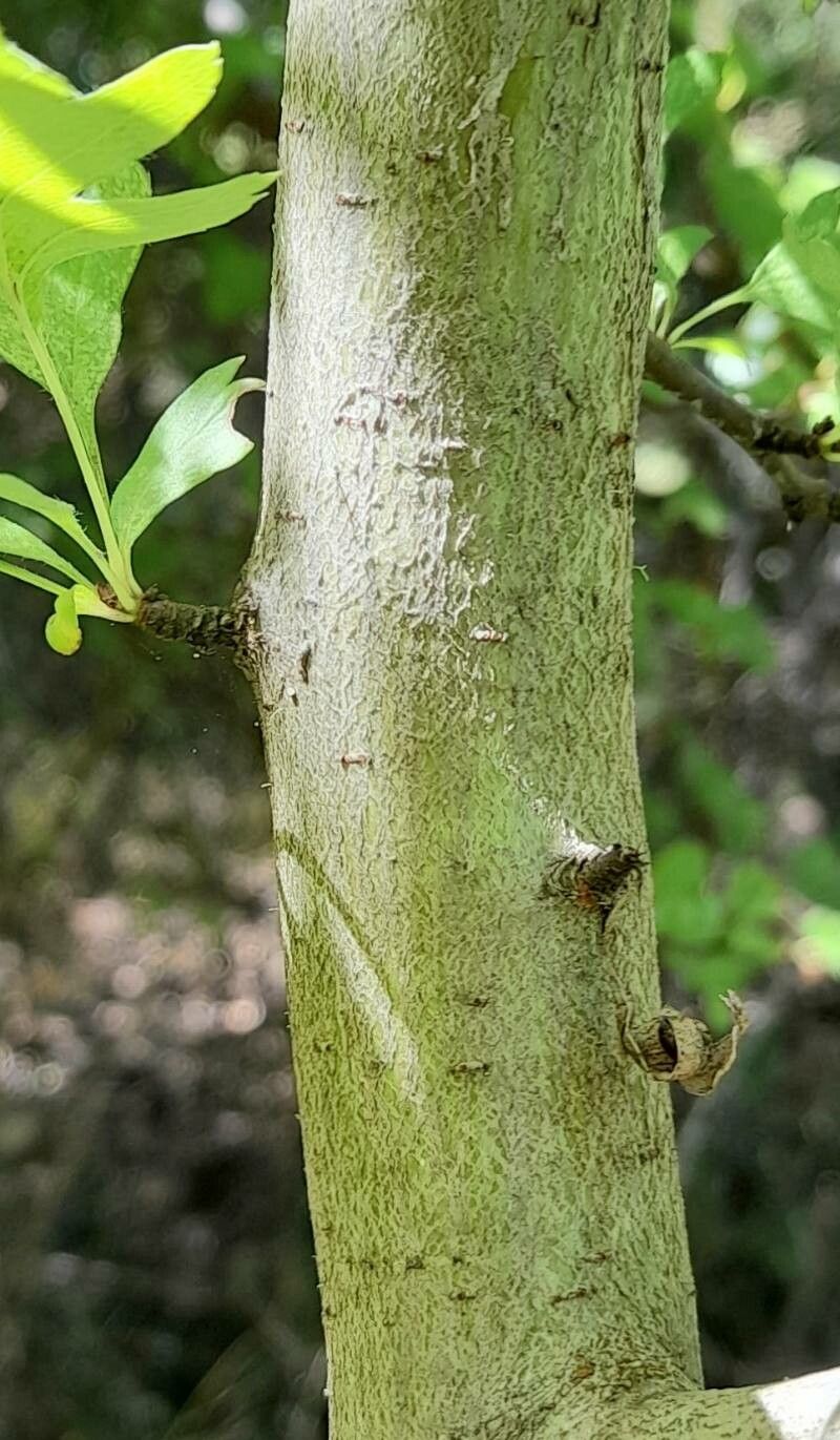 Ribes cucullatum bark