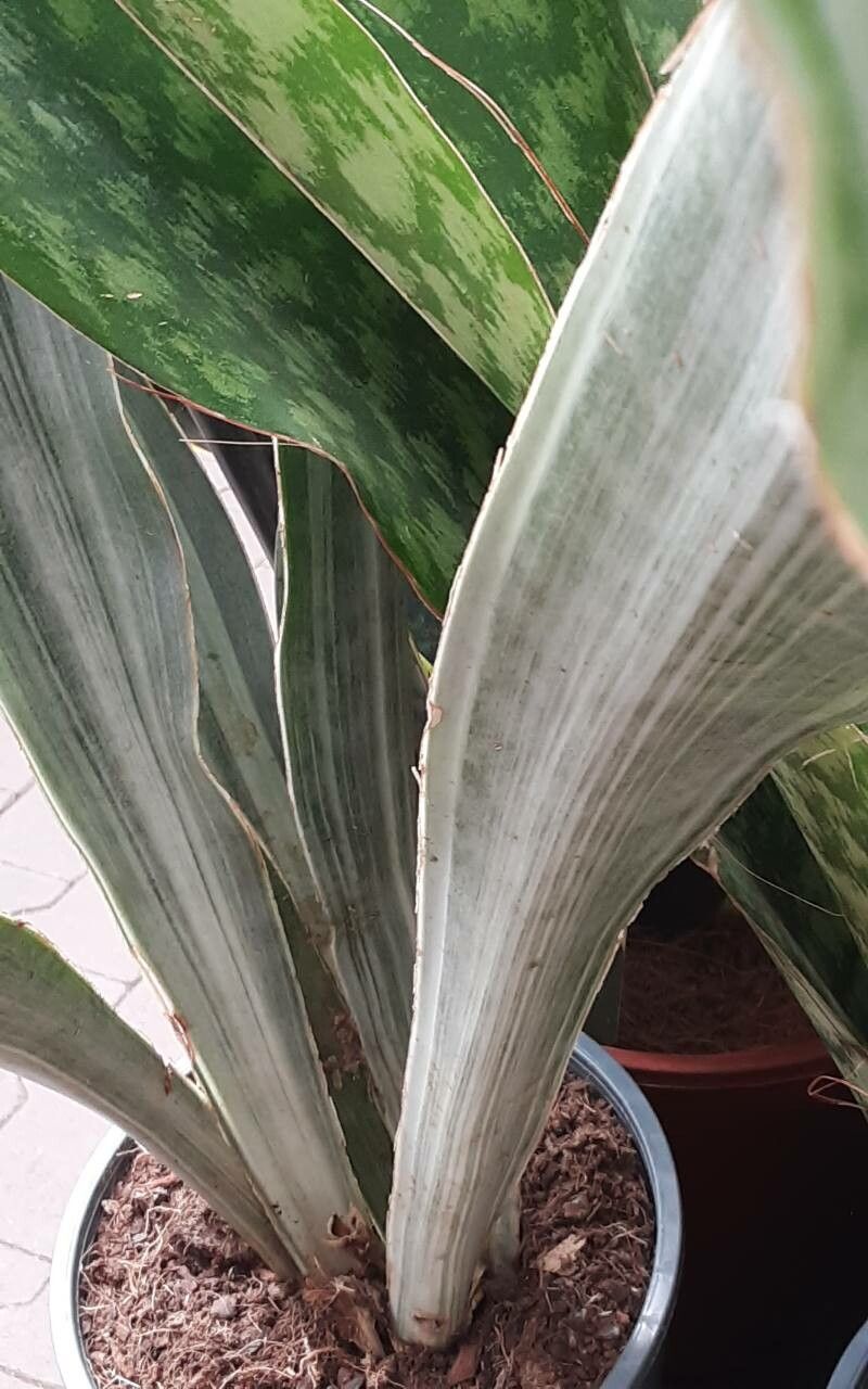 Dracaena zebra — search result for 'Dracaena'