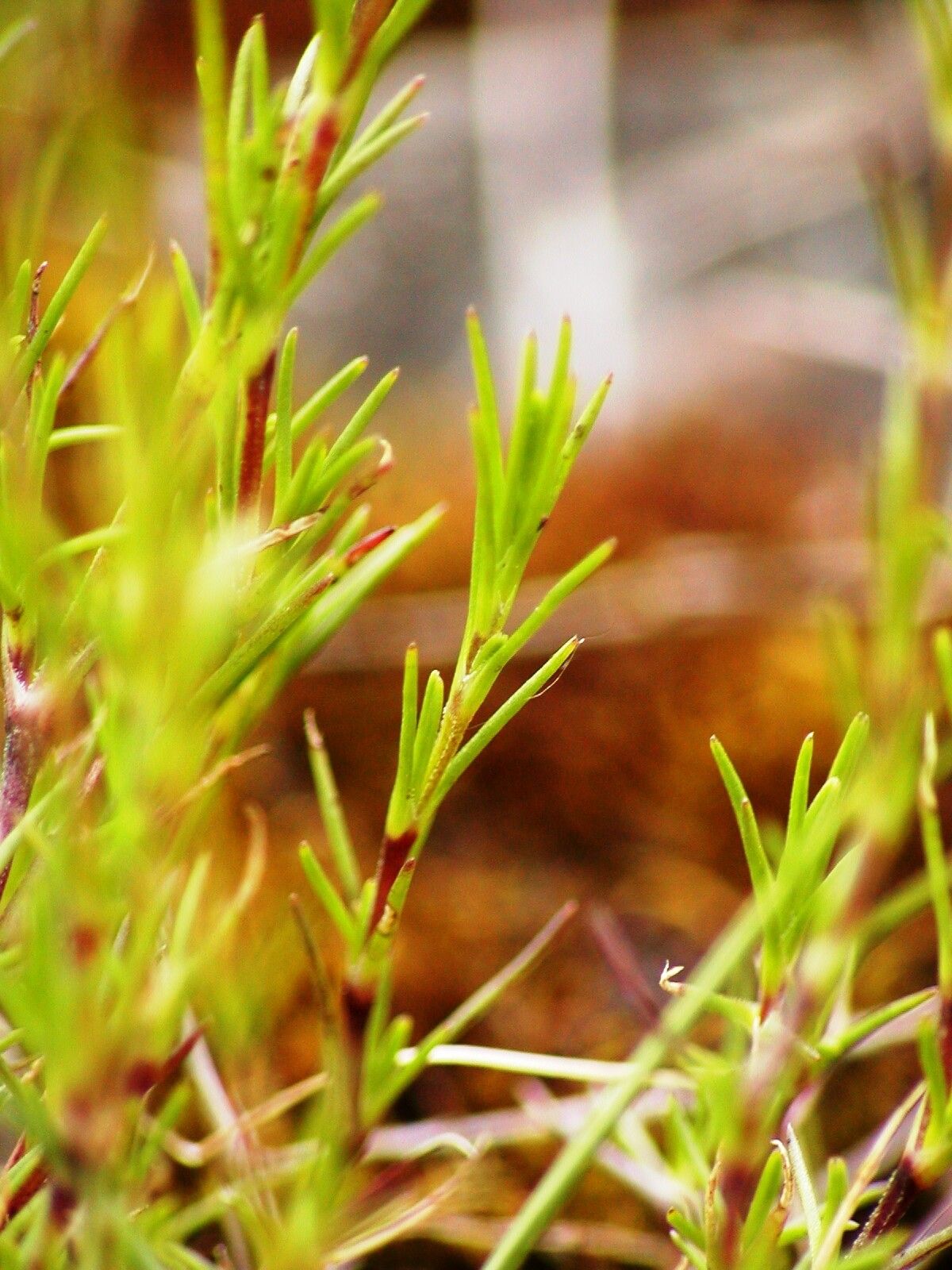 Minuartia setacea leaf