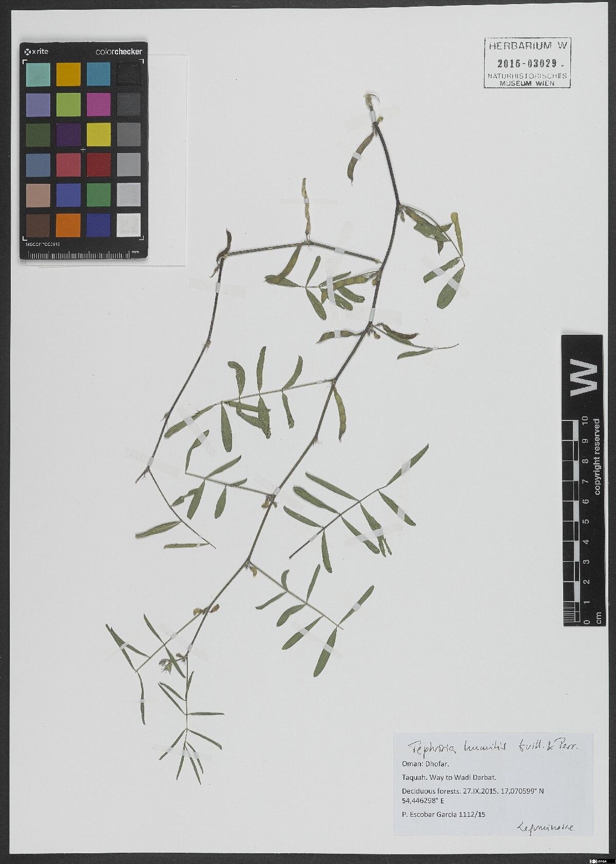 Tephrosia humilis — search result for 'Tephrosia'