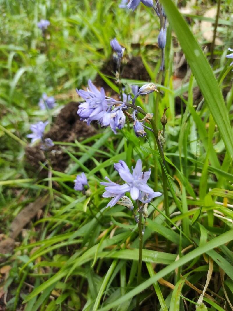 Hyacinthoides paivae — search result for 'Hyacinthoides'