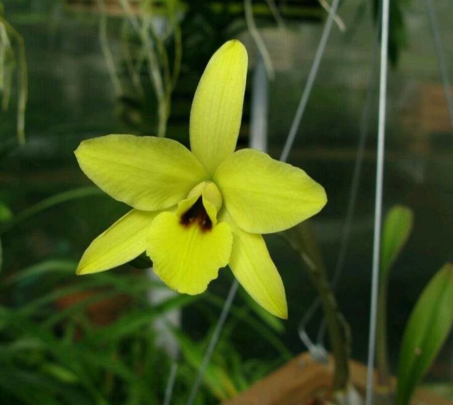 Laelia aurea — related species from the same genus