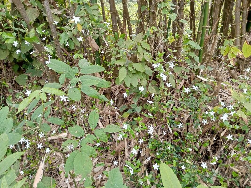 Coffea wightiana flower
