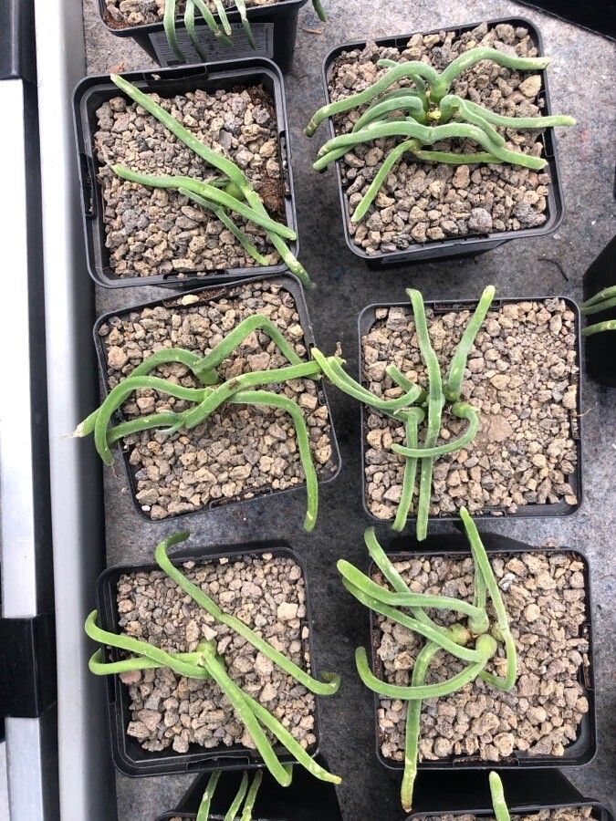 Monilaria moniliformis — related species from the same genus