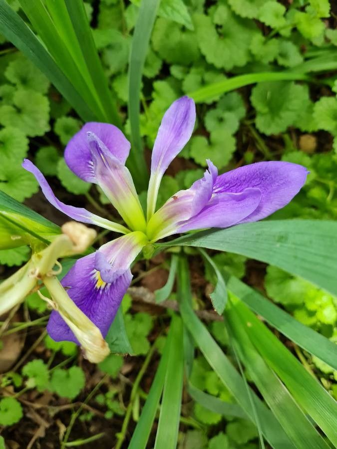 Iris brevicaulis flower