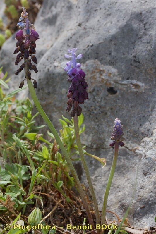 Muscari atlanticum habit