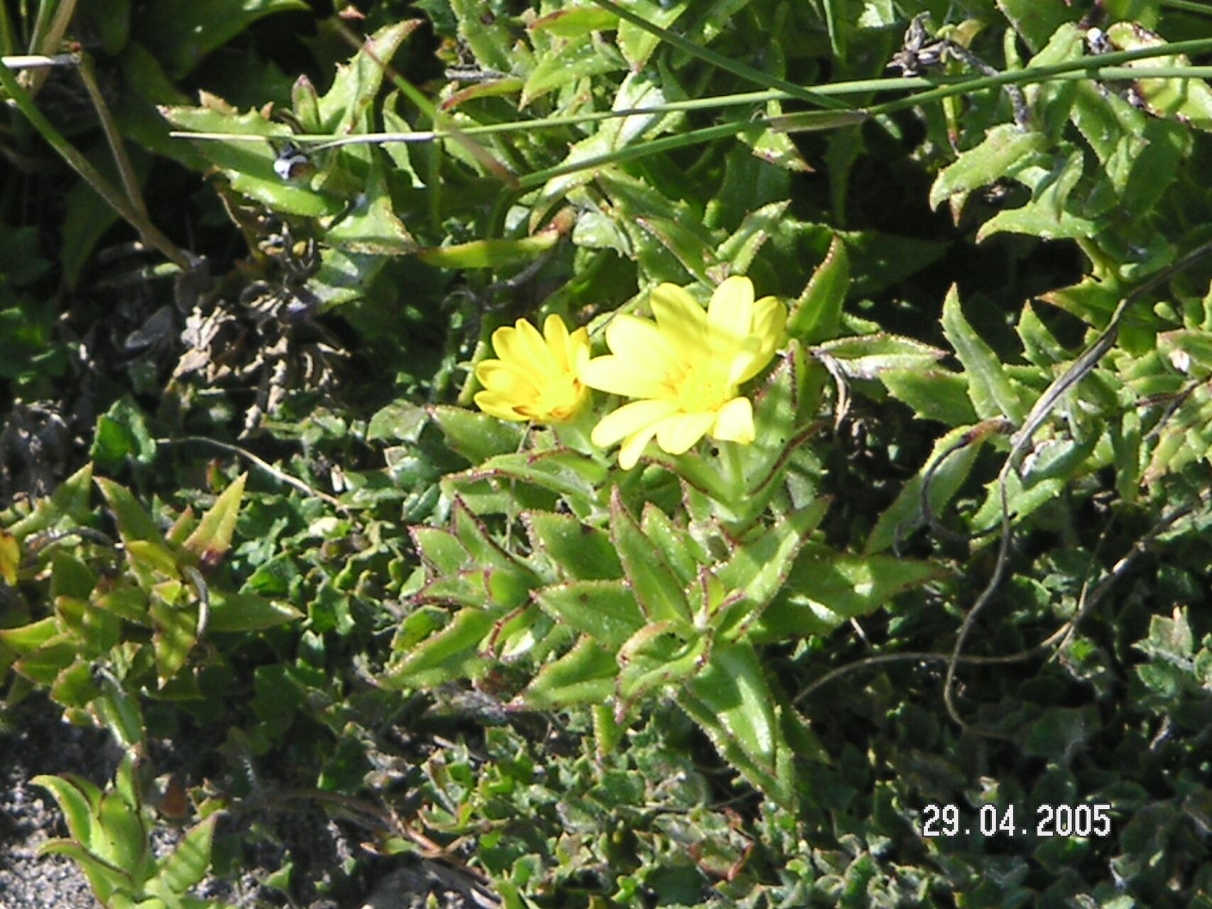 Osteospermum ilicifolium — related species from the same genus
