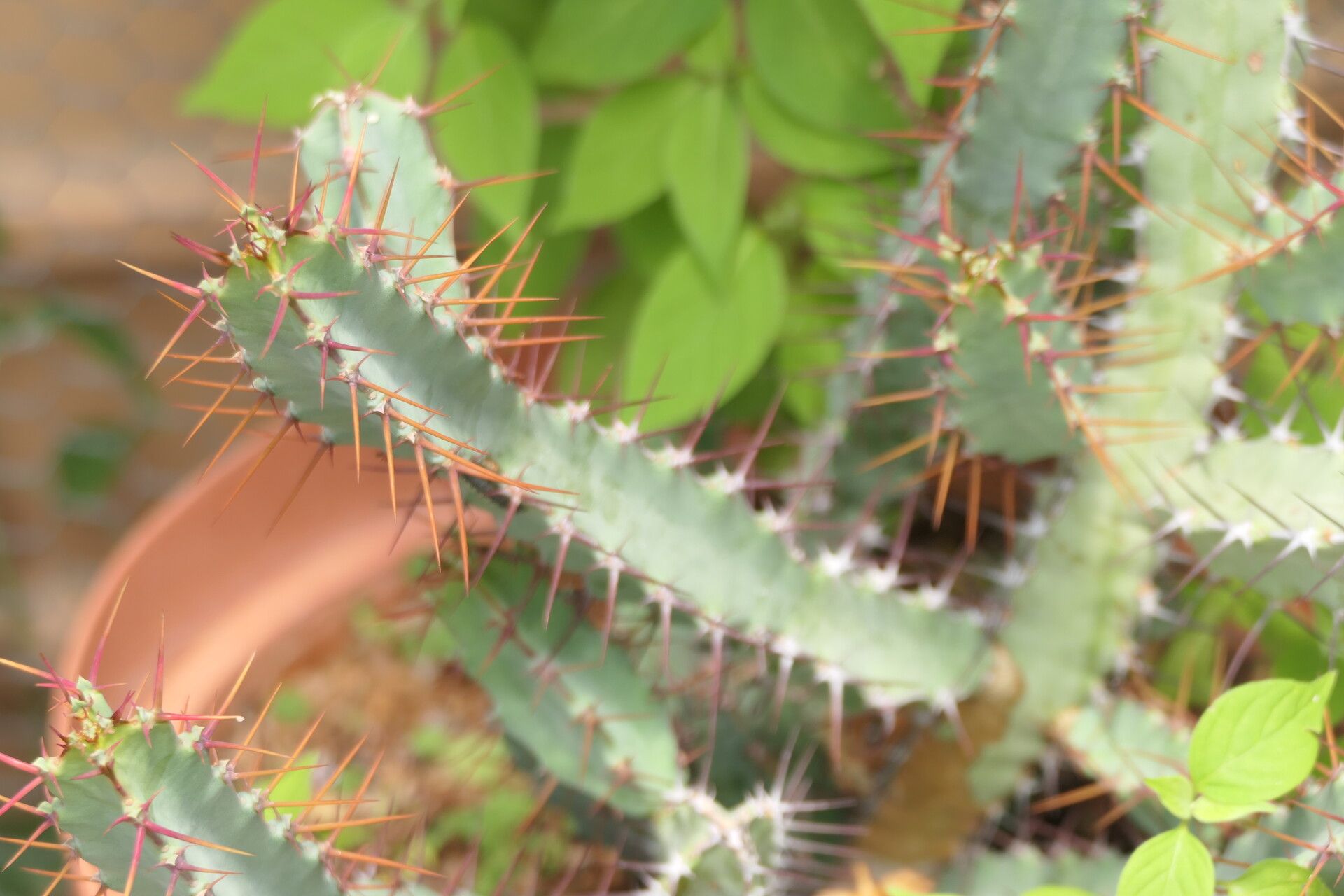 Euphorbia subsalsa habit