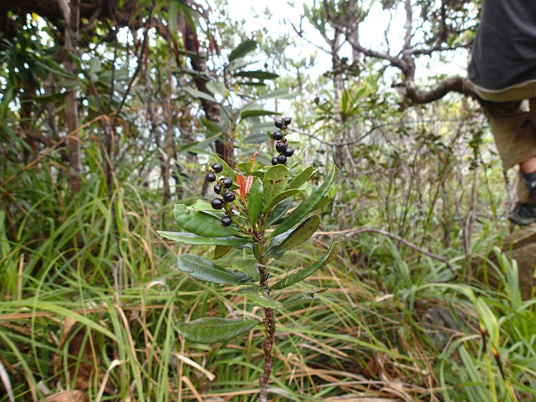 Canacomyrica monticola habit