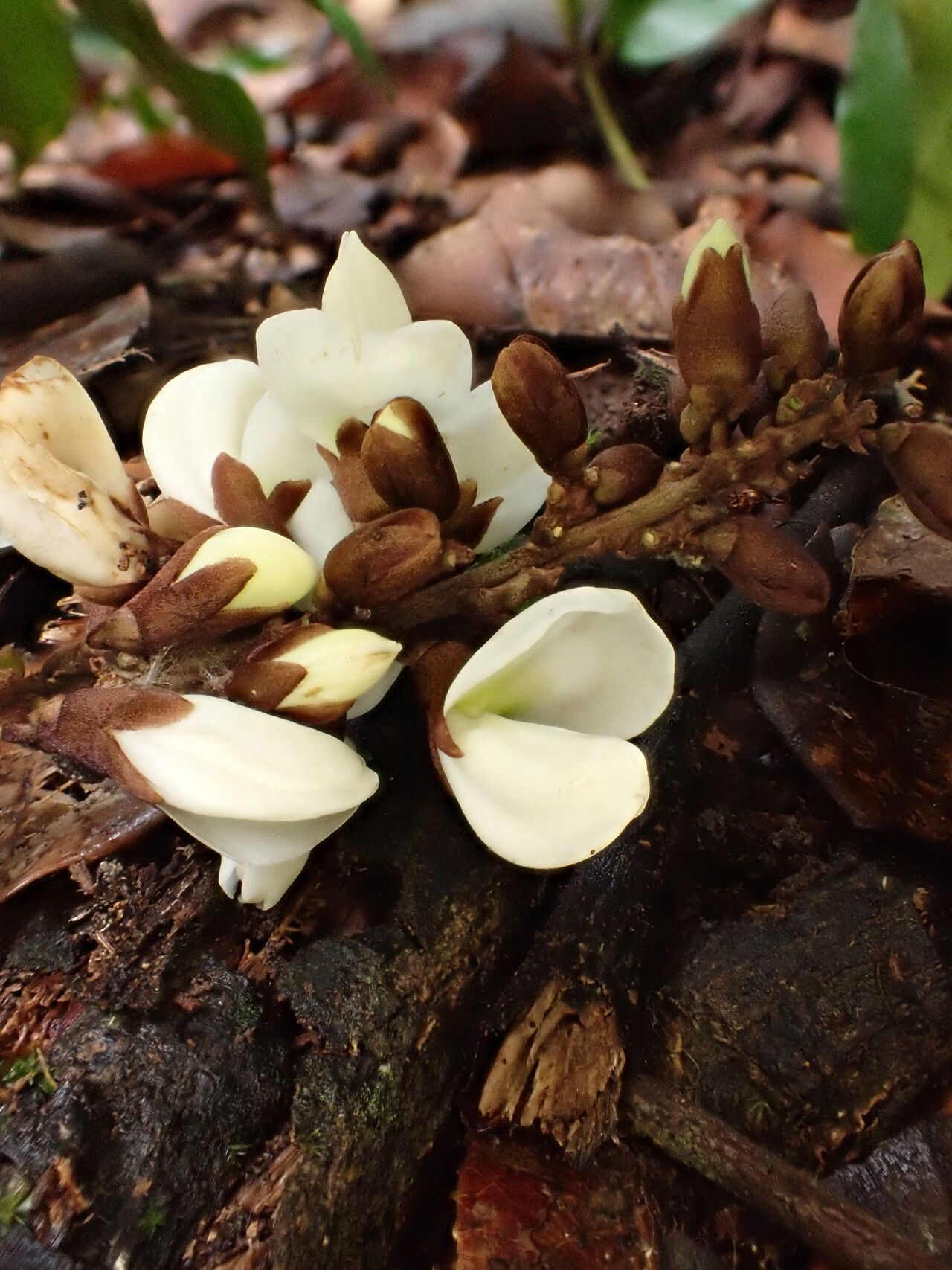 Millettia harmsiana flower