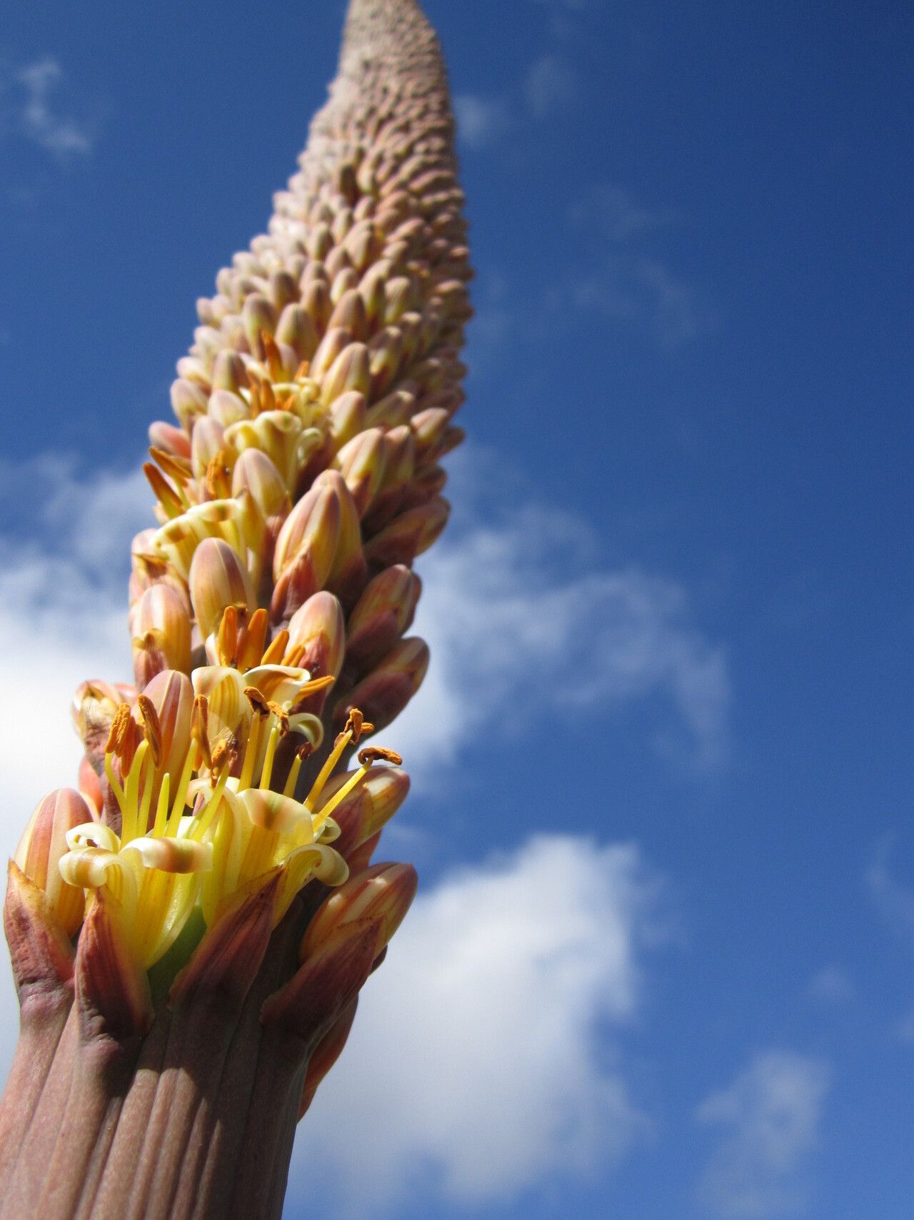 Aloe macroclada — houseplant care guide