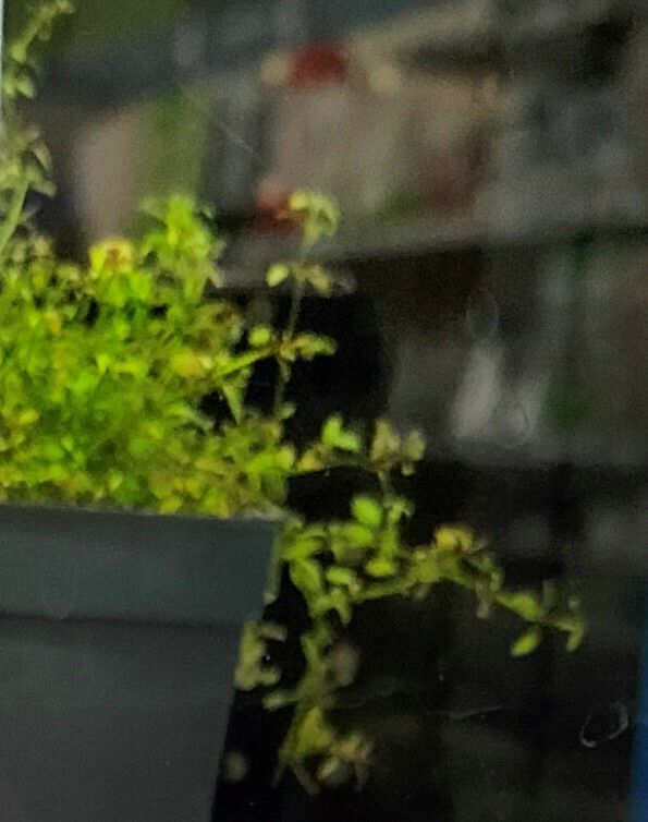 Micranthemum micranthemoides habit