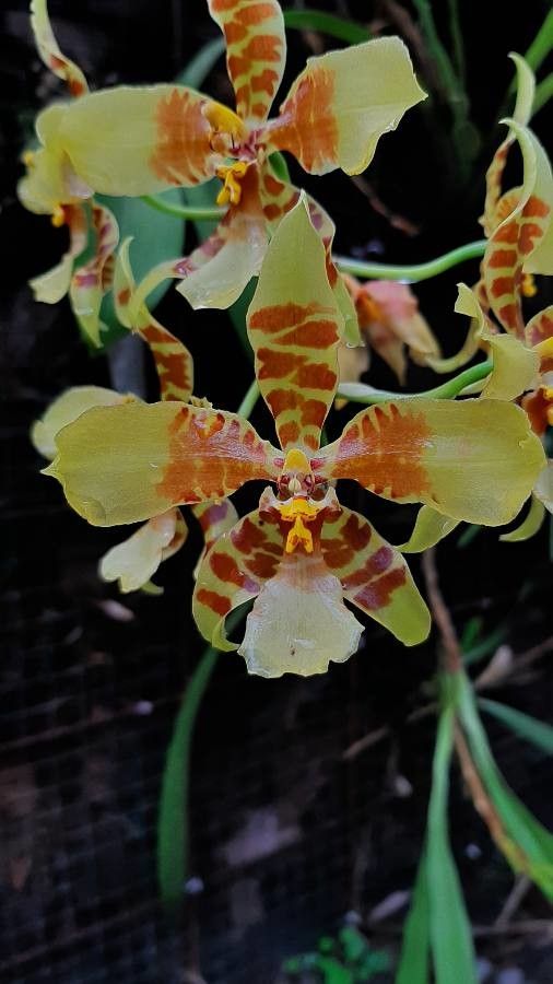 Rossioglossum schlieperianum — related species from the same genus