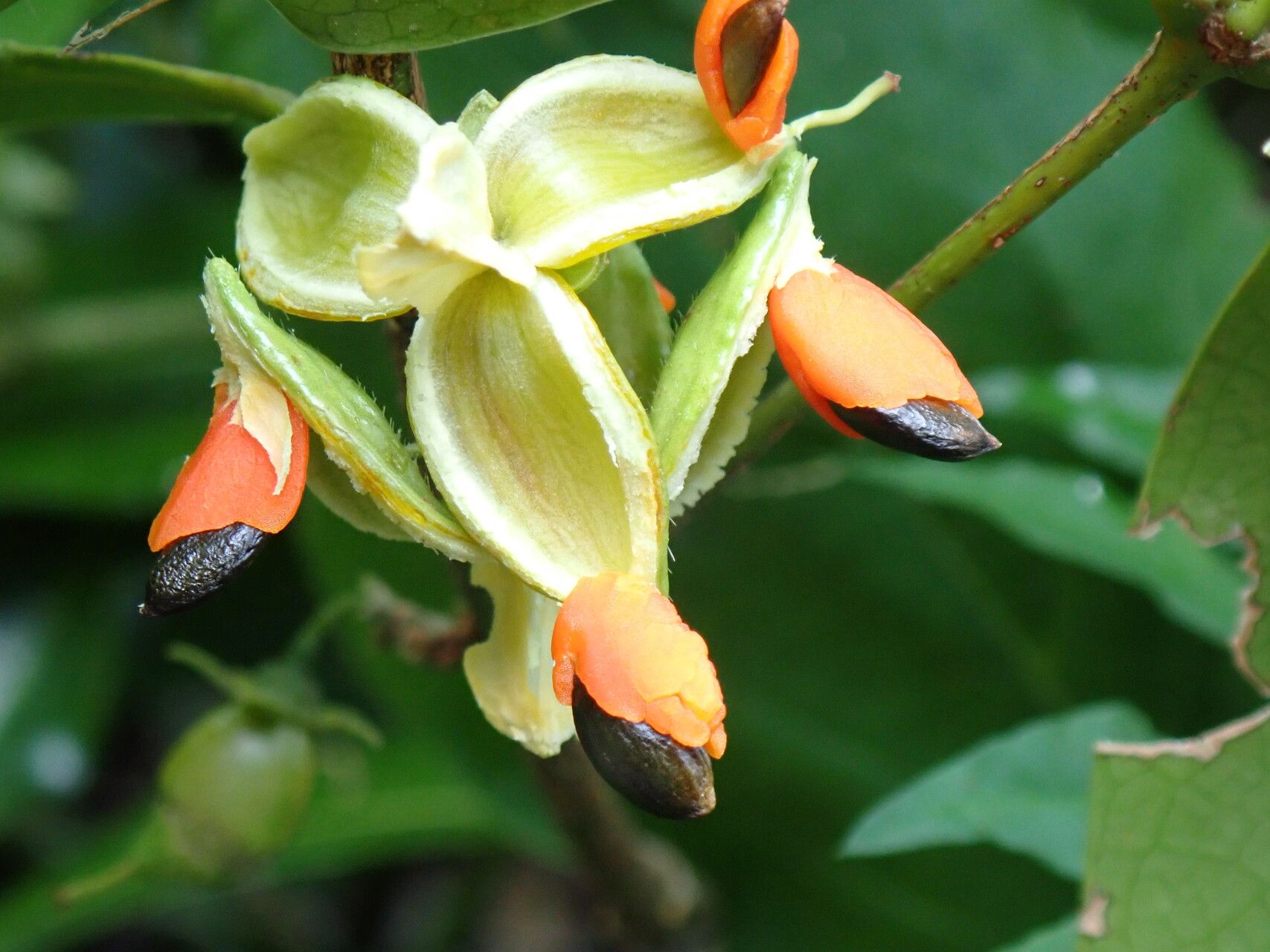 Cassipourea lanceolata fruit