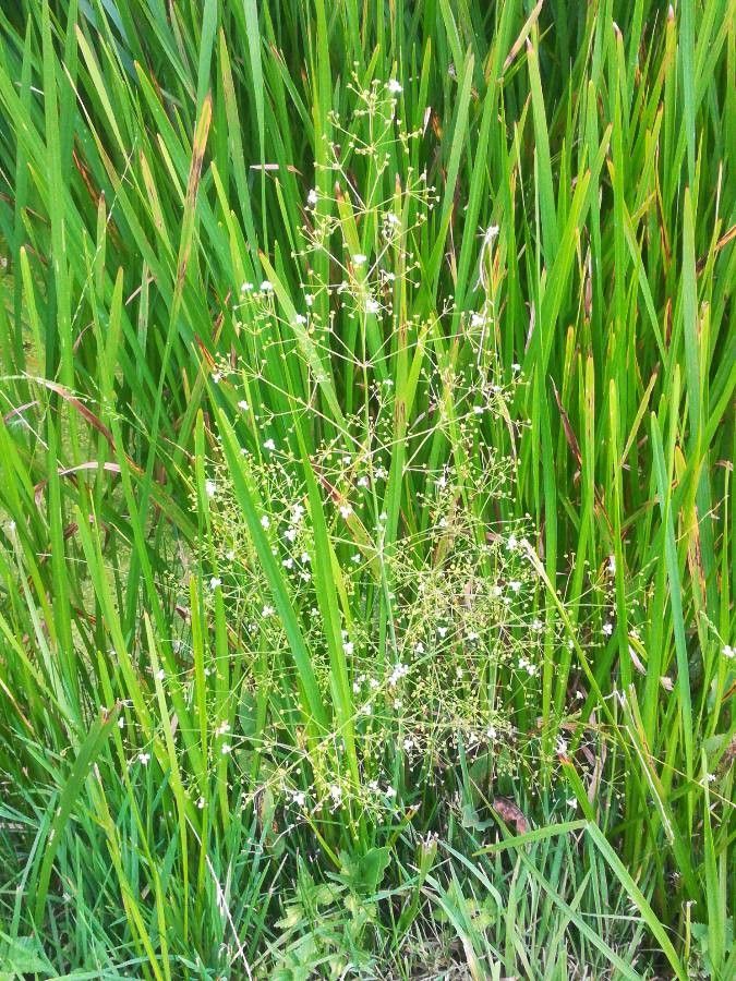 Luronium natans flower