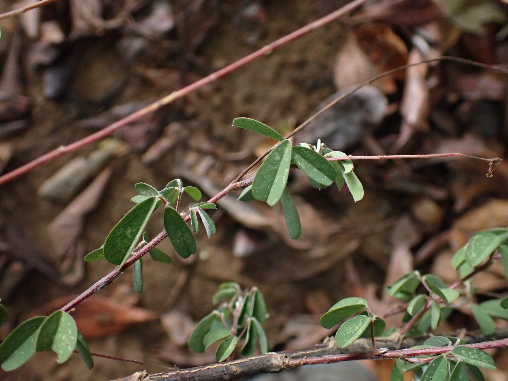 Desmodium ramosissimum — search result for 'Desmodium'